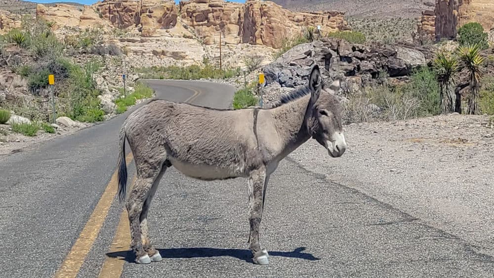 burro in oatman