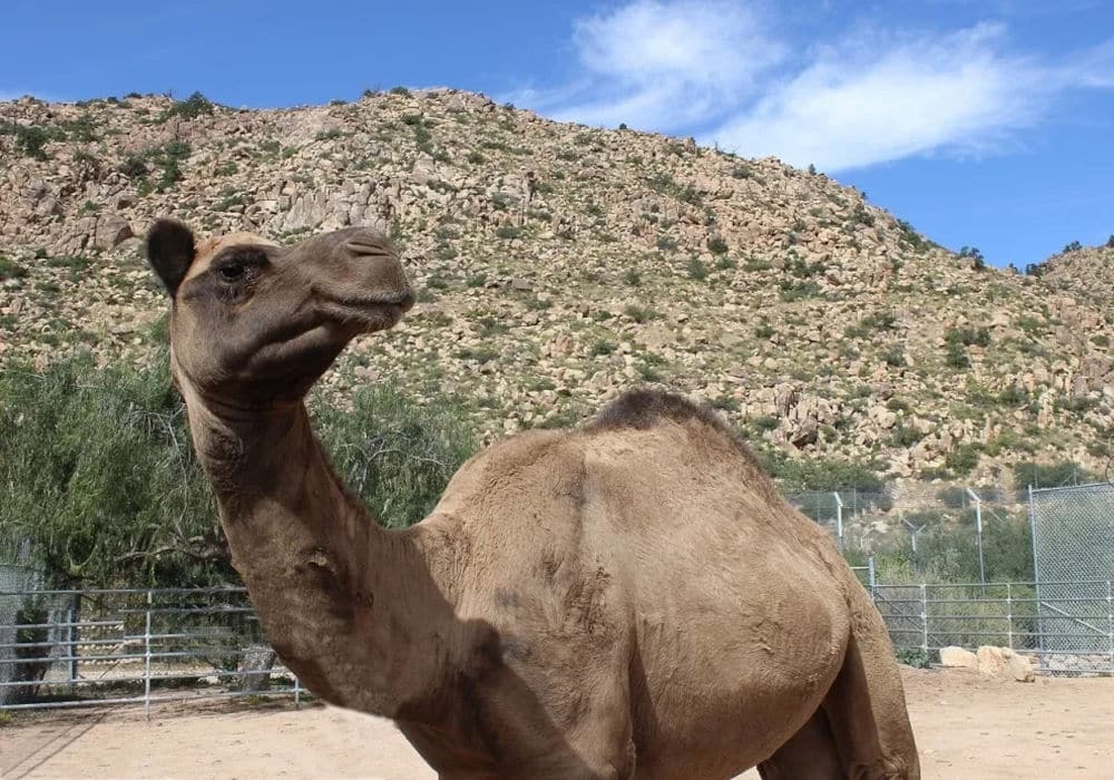 camel at the Keepers Of The Wild Nature Park